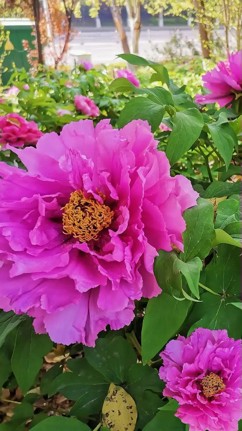 这个四月牡丹依旧盛放,你们要的照片来了#洛阳牡丹 #王城公园 - 抖音