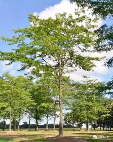 给雄安新区推荐十款高逼格行道树品种