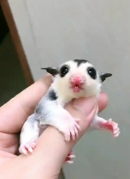 可爱的小花脸蜜袋鼯