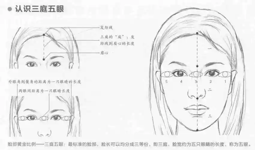 认识三庭五眼正侧面头部透视眉心,鼻子嘴,下巴中心在一条弧线上.