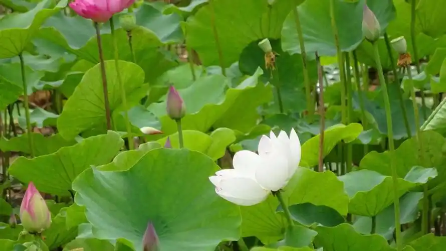 姹紫妍红莲荷开遍这个夏天最美的风景就在蓬安凤凰生态公园