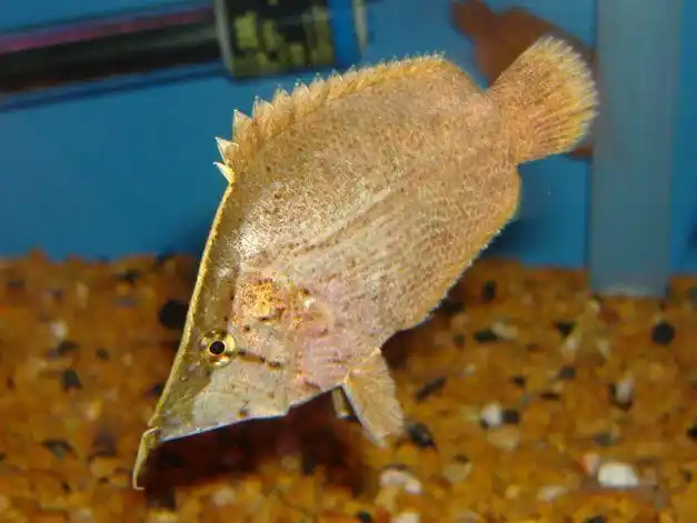 因为拥有一张可伸缩的长嘴叶鱼的捕食速度可以达到02秒