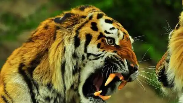 可怕的孟加拉虎在两国间肆意嗜血,吞噬了436人的生命.