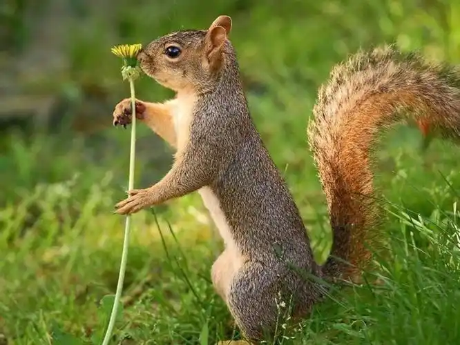 松鼠爱下水吗?_小可爱宠物网