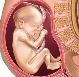 怀孕1一9月子宫变化图1