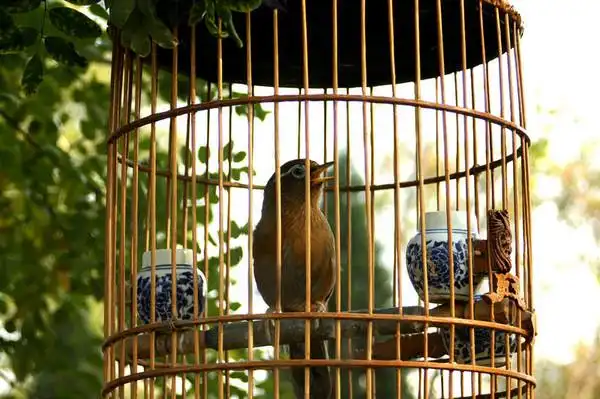 夕阳中的笼中鸟(14p)