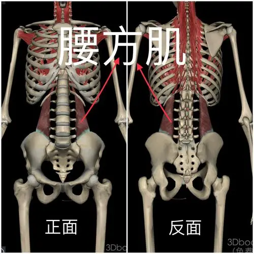 腰痛元凶之一:"腰方肌"