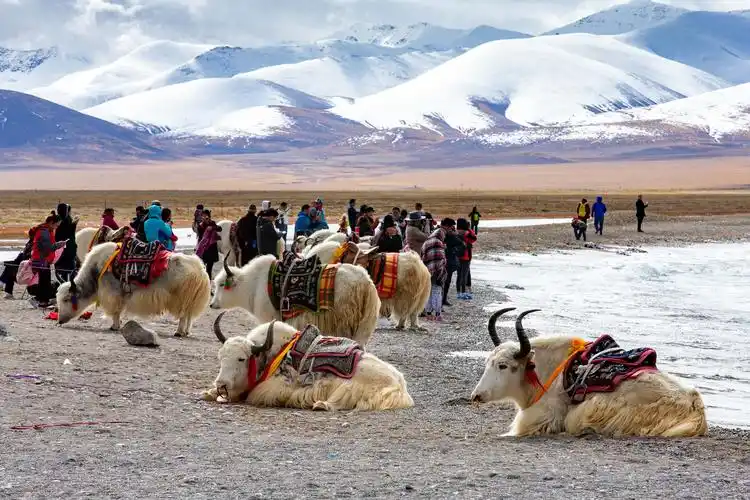 原创5000米高寒地区的白牦牛全身是宝零下30度负重200斤能行走30天