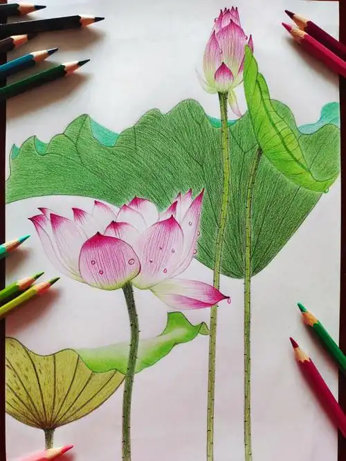 宅家隔离画荷花