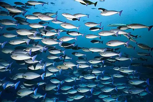 成群,蓝色,游动,公海,大堡礁,太平洋,澳大利亚,大洋洲