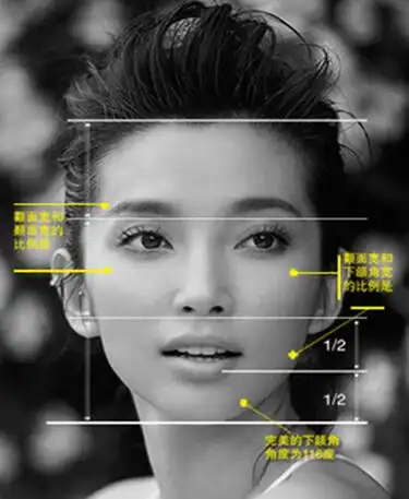 先来了解一下脸部黄金比例