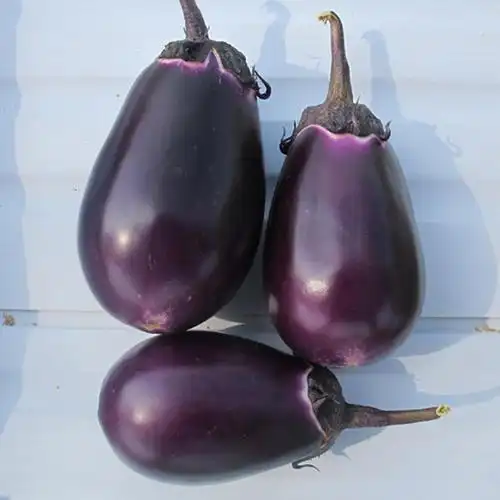 华星早茄种子紫黑鸡蛋茄长椭圆水果茄子种籽家庭园艺种子