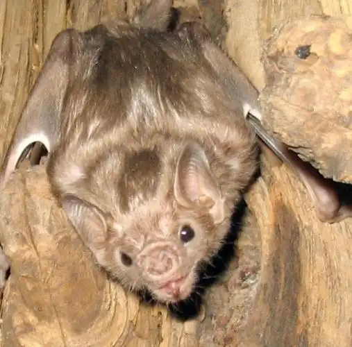 好危险!四川男子家中挂了三十只蝙蝠,消防员全副武装用火消杀