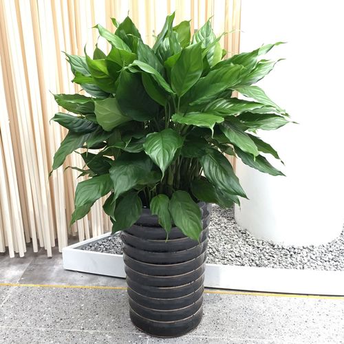 室内绿植万年青盆栽粉黛中小型花卉绿植