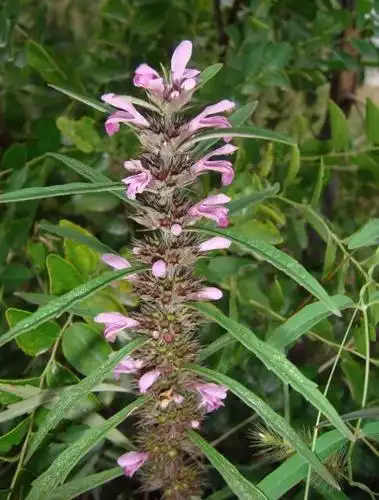 你这里面没有益母草.益母草不是长这样的.益母草,又名九重楼,云母草.