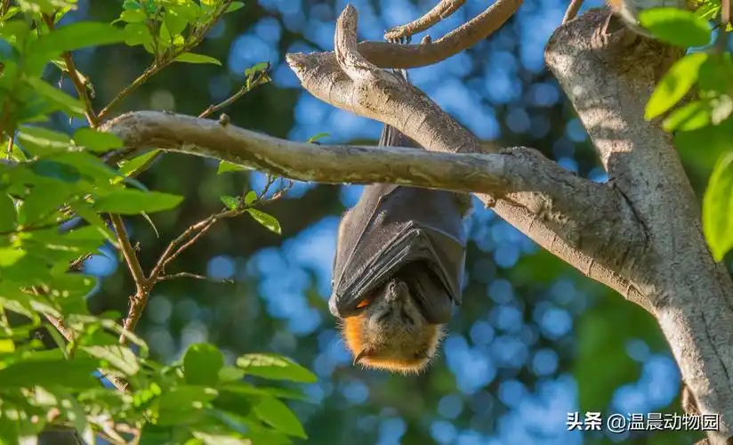 巨型蝙蝠(澳大利亚的巨型蝙蝠)