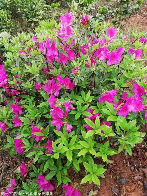 广东梅州毛杜鹃庭院别墅绿化杯苗种植基地