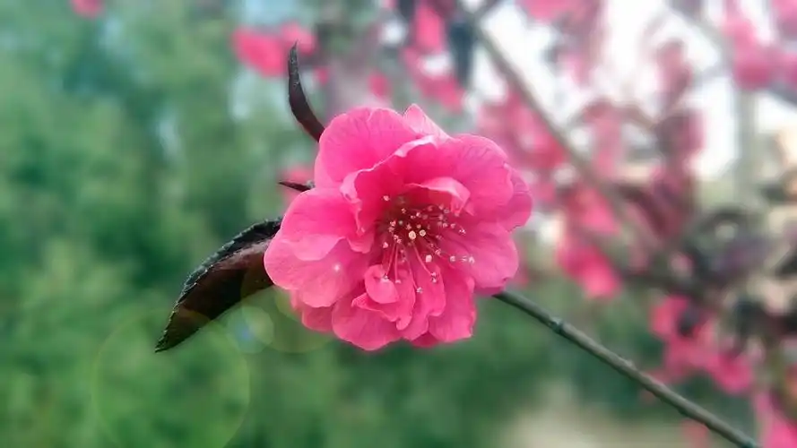 桃花美景桌面壁纸_桃花的芳香