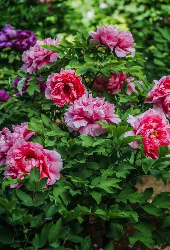 【【牡丹花】摄影图片】生态摄影_太平洋电脑网摄影部落