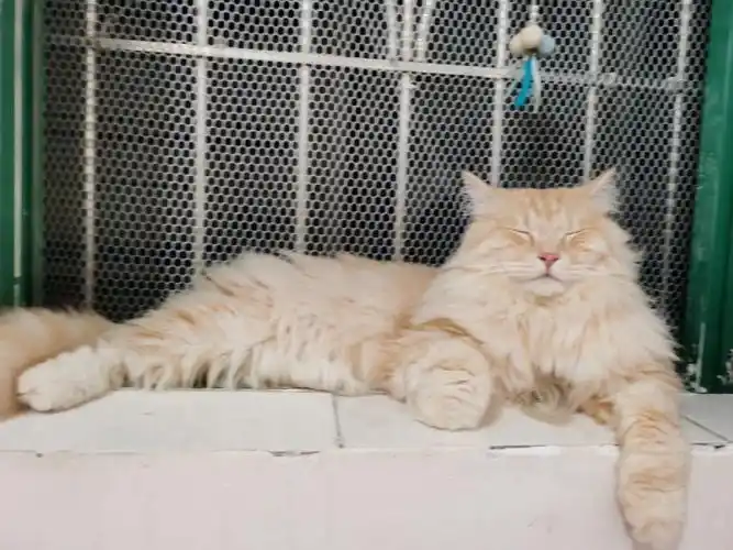 以美貌荣获啵啵公主称号性格:身大胆小品种:混血长毛橘#橘猫 #爱宠