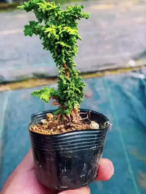 黄金石化桧,掌上盆景你会喜欢么?