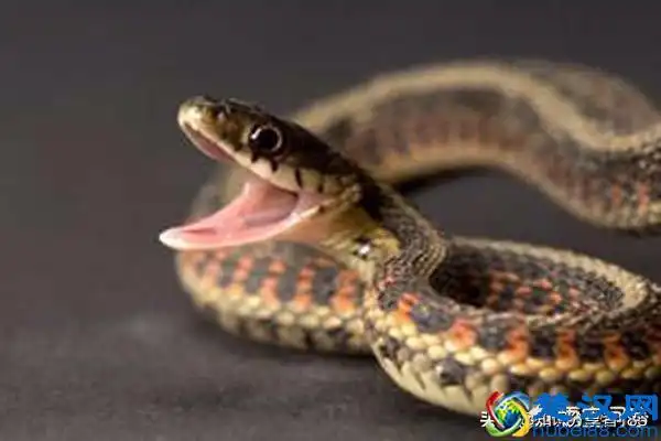 蛇怕什么(蛇最怕什么声音)