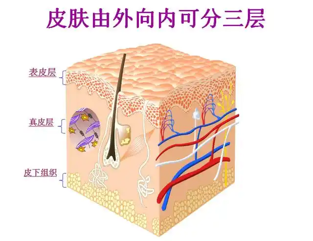 今天老师给大家科普下,咱们先从皮肤的结构开始说起