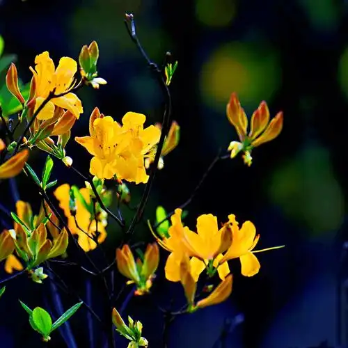 春鹃杜鹃-黄,白,粉,红,紫五彩缤纷,色彩斑斓,艳丽夺目