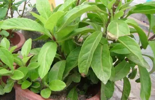 金鸡毛草有着很好的药用疗效,快来了解下这种植物吧!