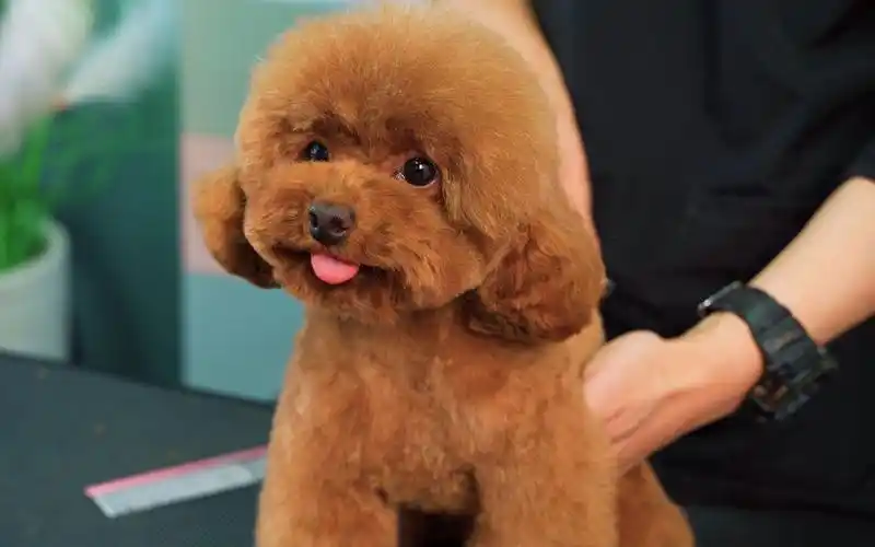 给棕色泰迪犬剪毛,活体毛绒玩具就是这样诞生的~!_哔哩哔哩_bilibili