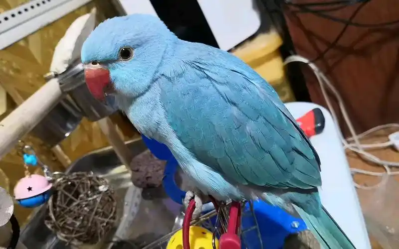 就这样凝视你半分钟 月轮鹦鹉_哔哩哔哩 (゜-゜)つロ 干杯~-bilibili