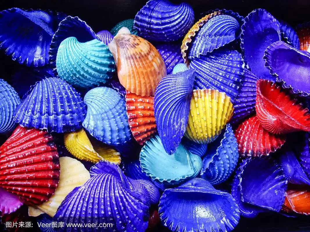 贝壳,色彩鲜艳,彩色图片,式样,水平画幅