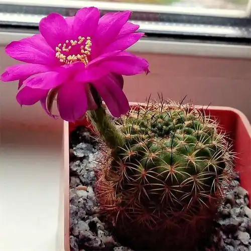 阳春丸仙人球易开花自根玫红大花丽花属可群生多肉植物