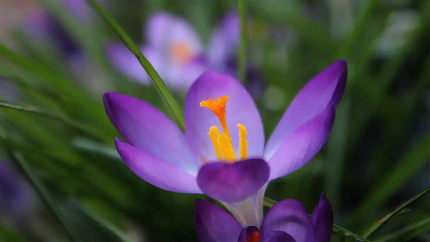 治愈系唯美花卉植物壁纸_小清新好看花朵
