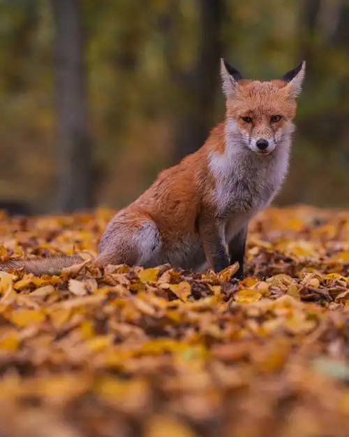 秋天的狐狸,红色的狐狸在秋天坐在田野上的肖像,布伦特伍德,英国,英国
