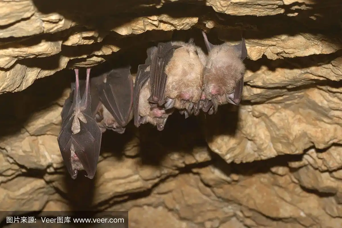 成群的蝙蝠在山洞里睡觉