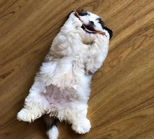 狗狗喜欢露肚子睡觉,你知道为什么吗?