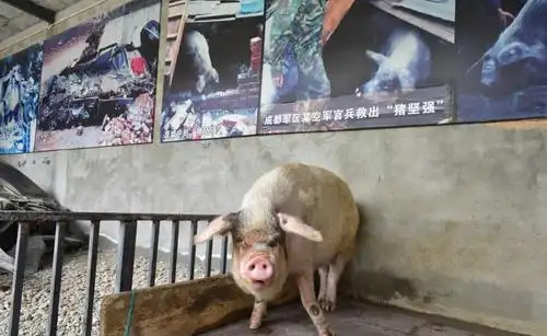 汶川地震中的"猪坚强"获专人伺候 住一室一厅