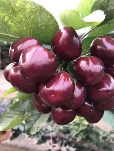 厦门俄罗斯八号樱桃苗哪里有卖@提供技术