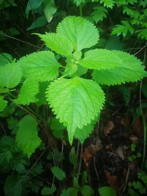 37.尾叶香茶菜,唇形科