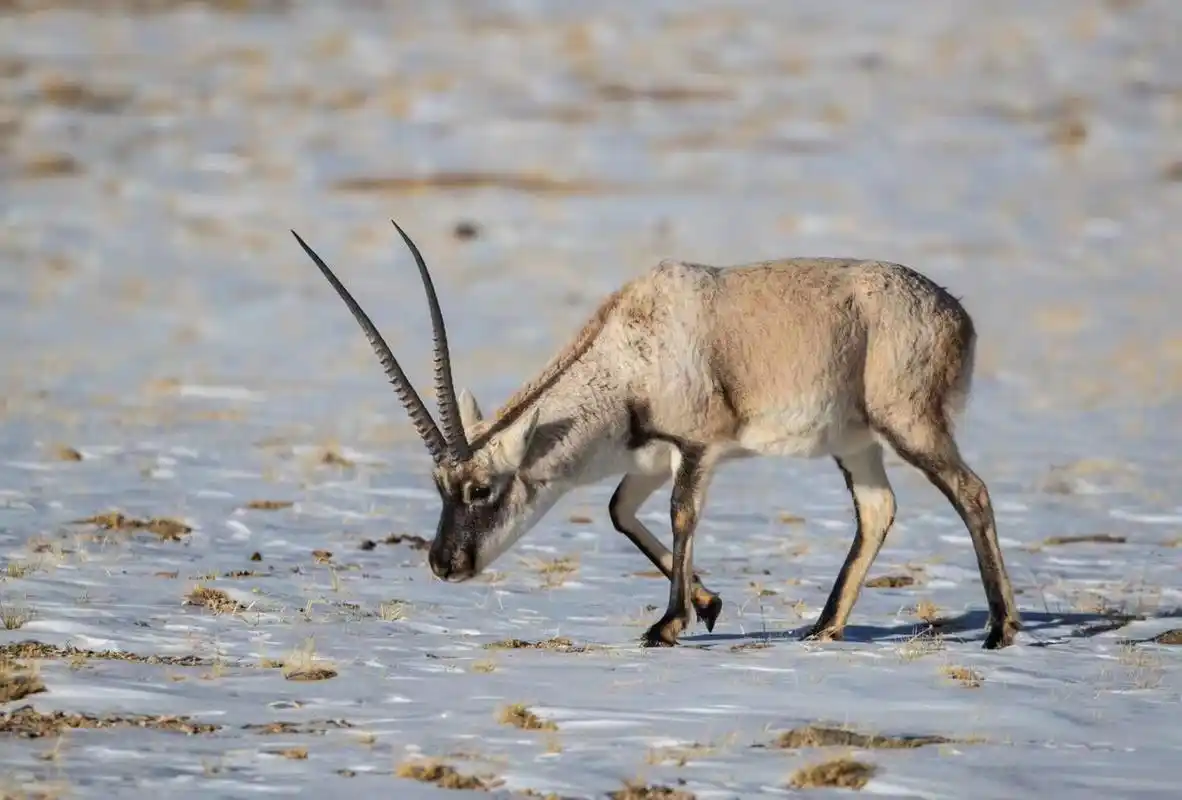 野性可可西里,野生动物的天堂 - 丰田陆巡越野 - 图虫