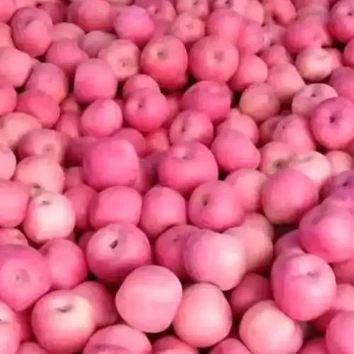 [寒富苹果批发]瓦房店苹果价格0.50元/斤 - 一亩田