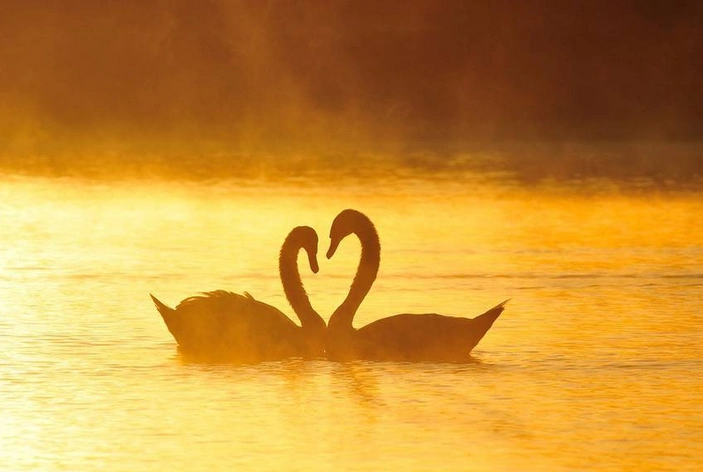 俩天鹅一见钟情摆爱心,一只单身鹅突然乱入惨被虐