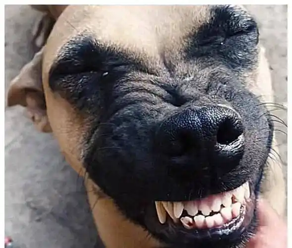 原创狗肉店买回一只狗狗死里逃生后开心地咧嘴大笑重获新生