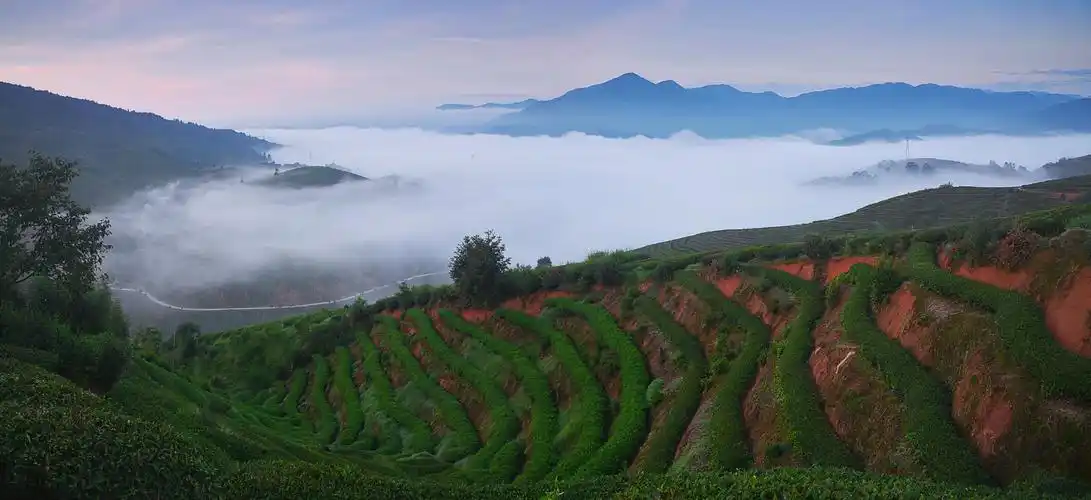 标题:情人山茶园风光
