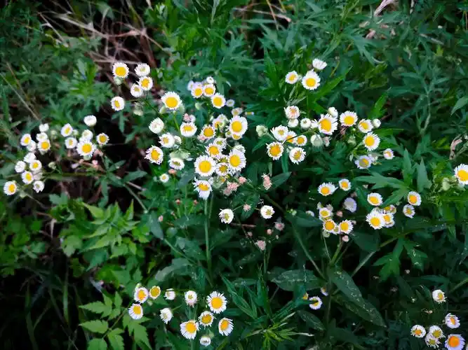 飞蓬多年生草本植物