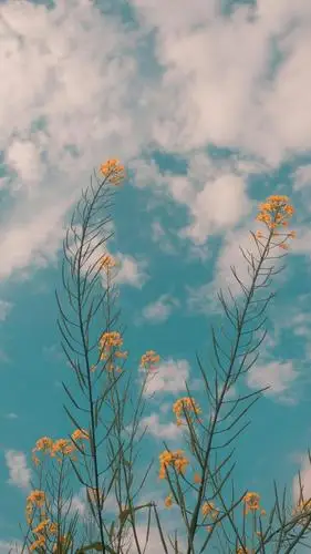 精选壁纸86期,生活明朗,万物可爱,人间值得