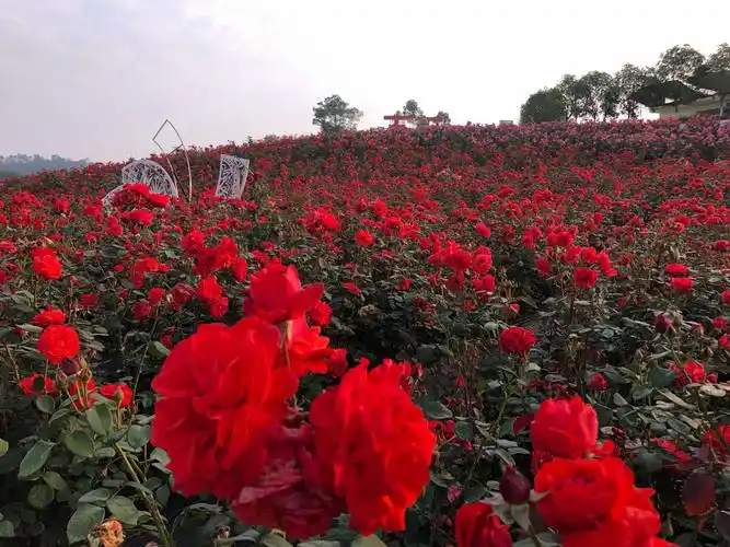 遇见最美的风景,遇见最爱的他(她),相约百万玫瑰,浪漫花海之旅