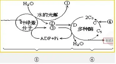 根据如图所示光合作用图解回答问题:(1)图中⑤是___阶段,反应场所是