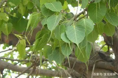 公元502年,智药三藏从印度来到广州光孝寺,带了一棵菩提树苗植在六祖